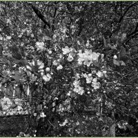 Цветы вишни :: Вера 