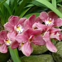Орхидея :: Лидия Бусурина