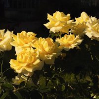 Жёлтые розы :: Aнна Зарубина