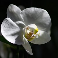 Орхидея :: Праворукий Пингвин