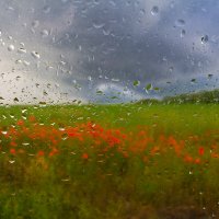 Пасмурный день...  в поле маки, за окном дождь. :: Евгений Воропинов