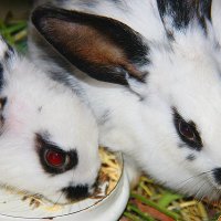 Друзья кролики. :: Штрек Надежда 