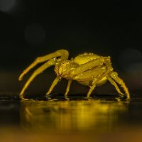 Желтый ядовитый паук. :: Владимир Крышковец