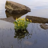 Цветы на реке :: Julia Nikolina