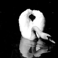 А белый лебедь на пруду... :: Любовь С.