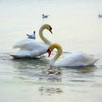 Лебеди на море :: Ольга (crim41evp)