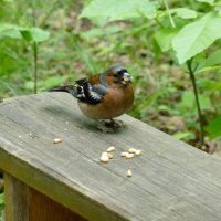 И птички любят орешки... :: Наиля 