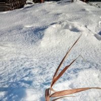 День воспоминания о снеге. :: Серж Поветкин