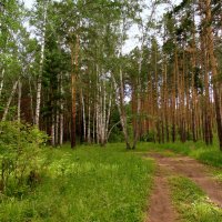 Смешанный лес . :: Мила Бовкун