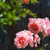 Розовые розы :: Ольга (crim41evp)