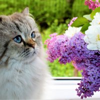 Любопытный кот.. :: Ольга Митрофанова