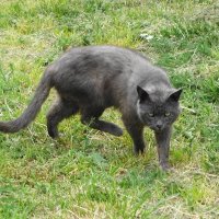 Я злой и страшный серый кот... :: Маргарита Батырева