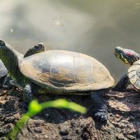 Три черепахи :: Игорь Сарапулов