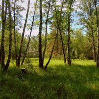 Летний день в лесу. :: Мила Бовкун