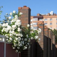 Белые плетистые розы :: Татьяна Смоляниченко
