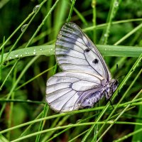 Бабочка в траве :: Юрий Стародубцев