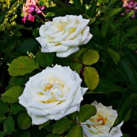 Три белых розы :: Владимир Бровко