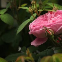 Роза чайная! :: barsuk lesnoi