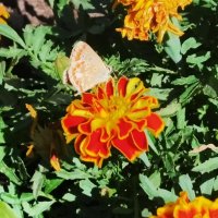 Цветок и бабочка :: Анара 