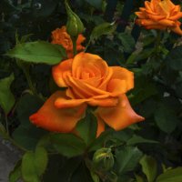 Оранжевая роза :: Валентин Семчишин