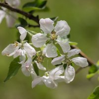 Яблони в цвету** :: Нина Кутина