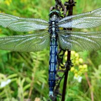 Прямобрюх белохвостый, или стрекоза беловершинная, (лат. Orthetrum albistylum) :: ivan 