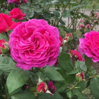 Необыкновенного цвета розы! :: Надежда 