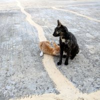Монастырские кошки :: Ольга 