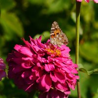 Цветок и бабочка :: Андрей Козлов