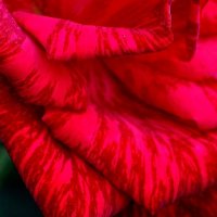 Лепестки розы сорта Red Intuition :: Надежд@ Шавенкова