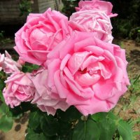 Розовые розы :: mAri 