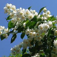 Веточки жасмина в россыпи белых цветов. :: Лидия Бусурина