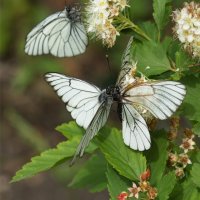 Свидание бабочек с охраной :: Наталия Григорьева