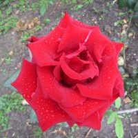 Красная роза — царица цветов... :: Galaelina ***