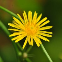 Солнечный цветок :: Георгий Калиберда