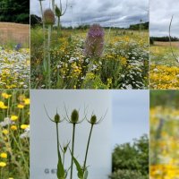 поле диких цветов, пчелиное пастбище :: Heinz Thorns