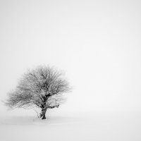 Loneliness in winter :: Сурен Сарумян