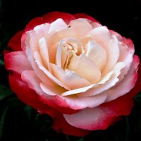 Роза в своей красоте, просто сказочна :: Лидия Бусурина