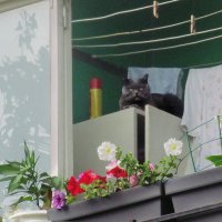кот балконный :: Лера 