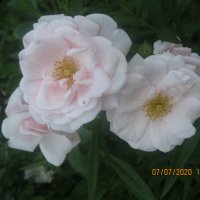 Белые розы :: Maikl Smit
