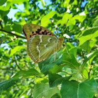 Перламутровка пандора (лат. Argynnis pandora) —Самка. :: ivan 