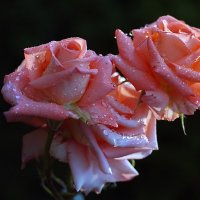 И снова о розах .....! :: Анатолий Святой 