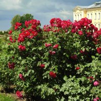розовый сад Рундальского дворца :: ИННА ПОРОХОВА