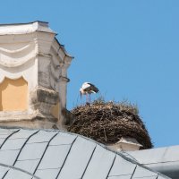 Аист на крыше. :: Геннадий Порохов