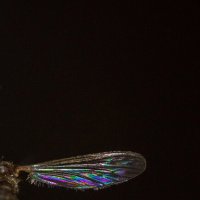 Радужное крыло комара :: Дарья Меркулова