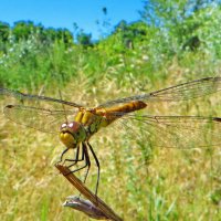 Сжатобрюх.Sympetrum vulgatum - Симпетрум обыкновенный :: ivan 