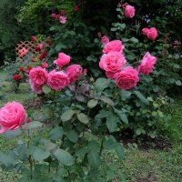 Розы, любимые цветы Антон Палыча. :: Люба 