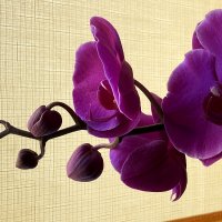 Орхидея юбилейная. :: Sergii Ruban