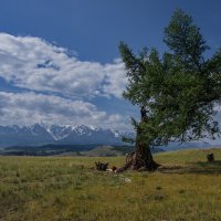 Одинокая лиственница :: Виктор Четошников