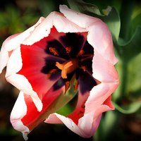 красота от природы тюльпан фан-фан :: Олег Лукьянов